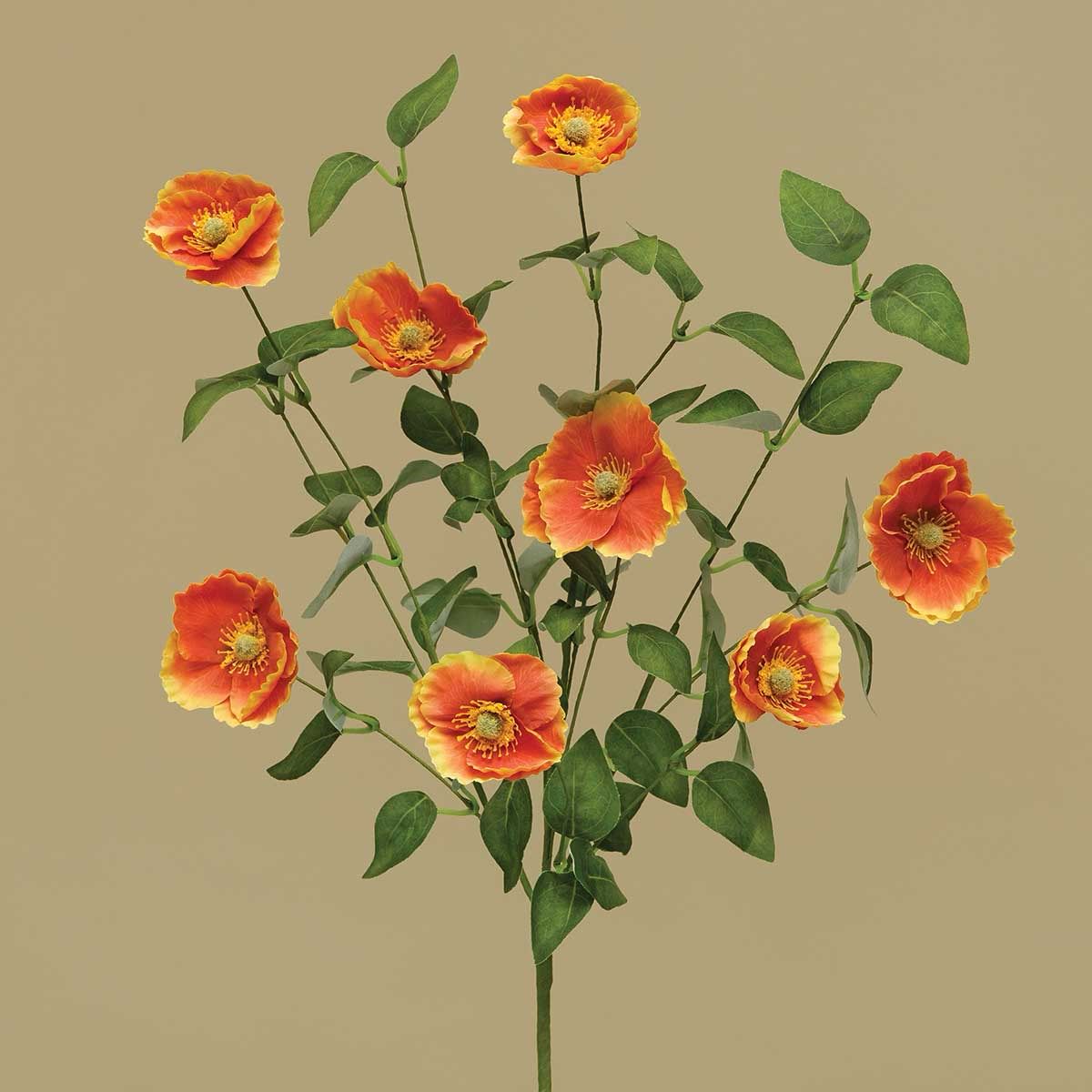 MV Orange Poppy Bush 21&quot;