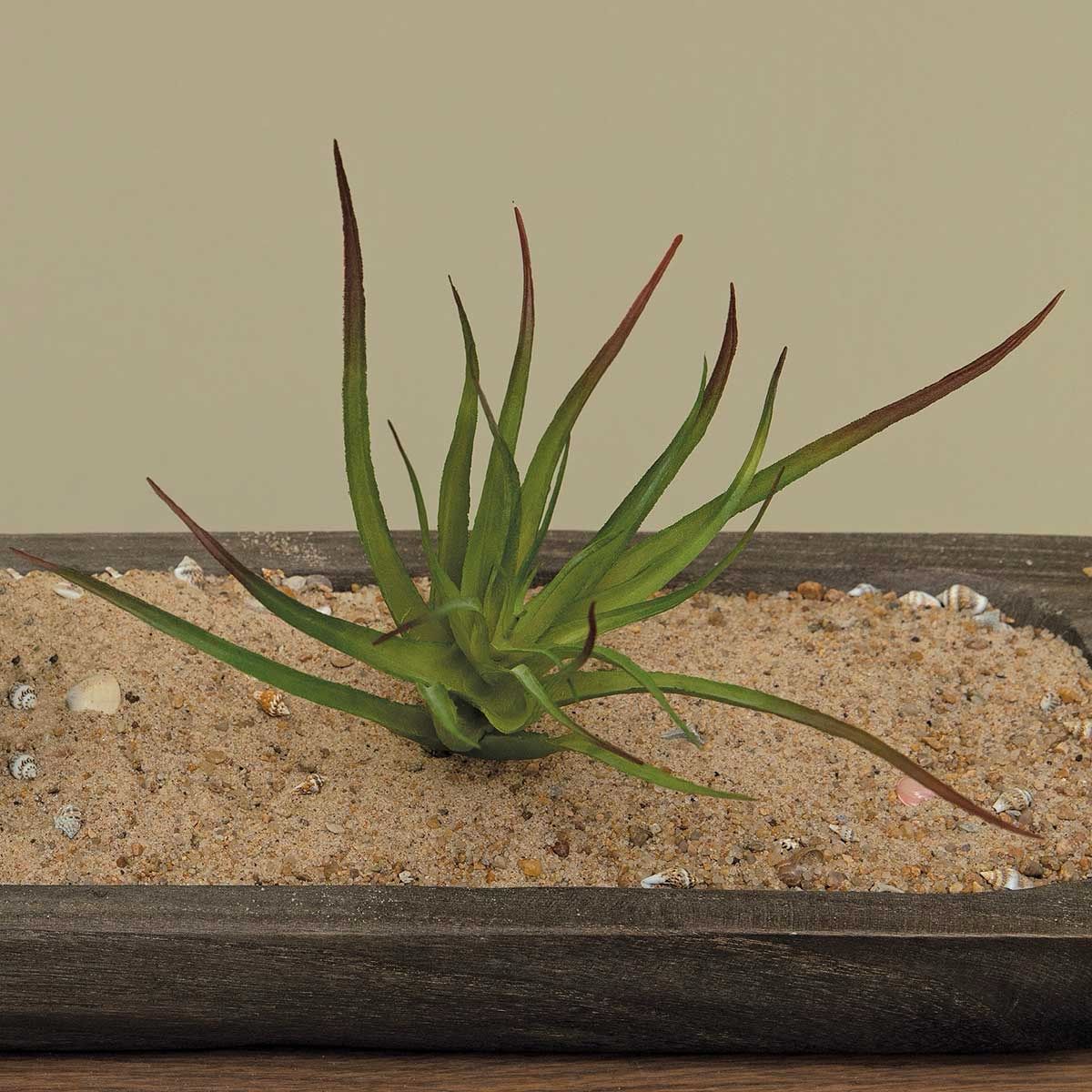 MV Multi Tillandsia Succ