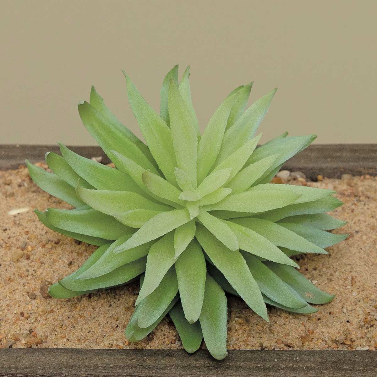 MV Echeveria Green Burst