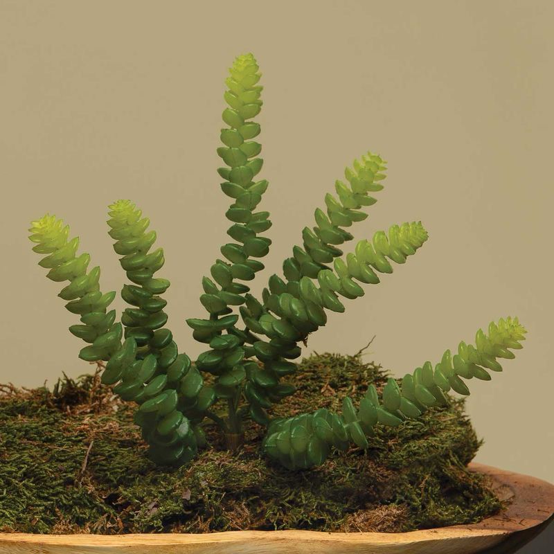 MV Astroloba Green Succ 10&quot;