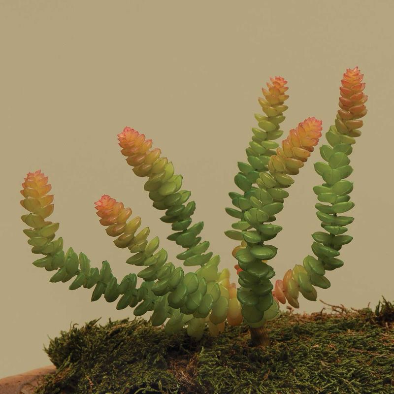 MV Astroloba Multi Succ 10&quot;
