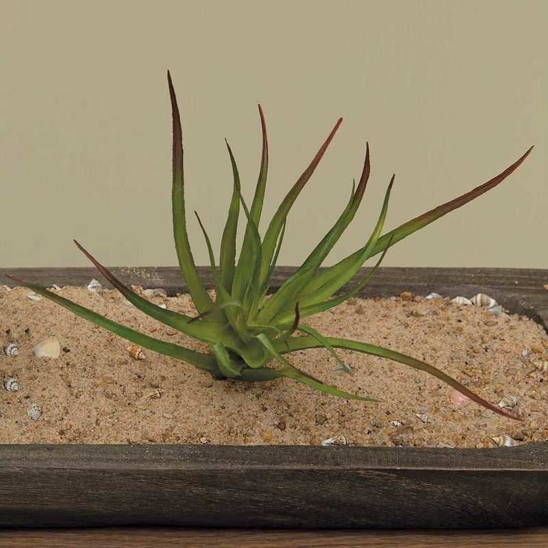 MV Multi Tillandsia Succ