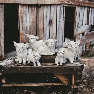 Animals With Glasses 