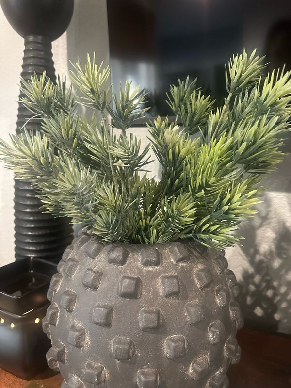 Pdg 14&quot; Podocarpus Stem