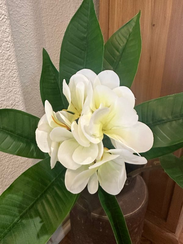 ANG 34&quot; RT Plumeria