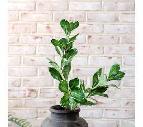 PDG RT pittosporum stem 