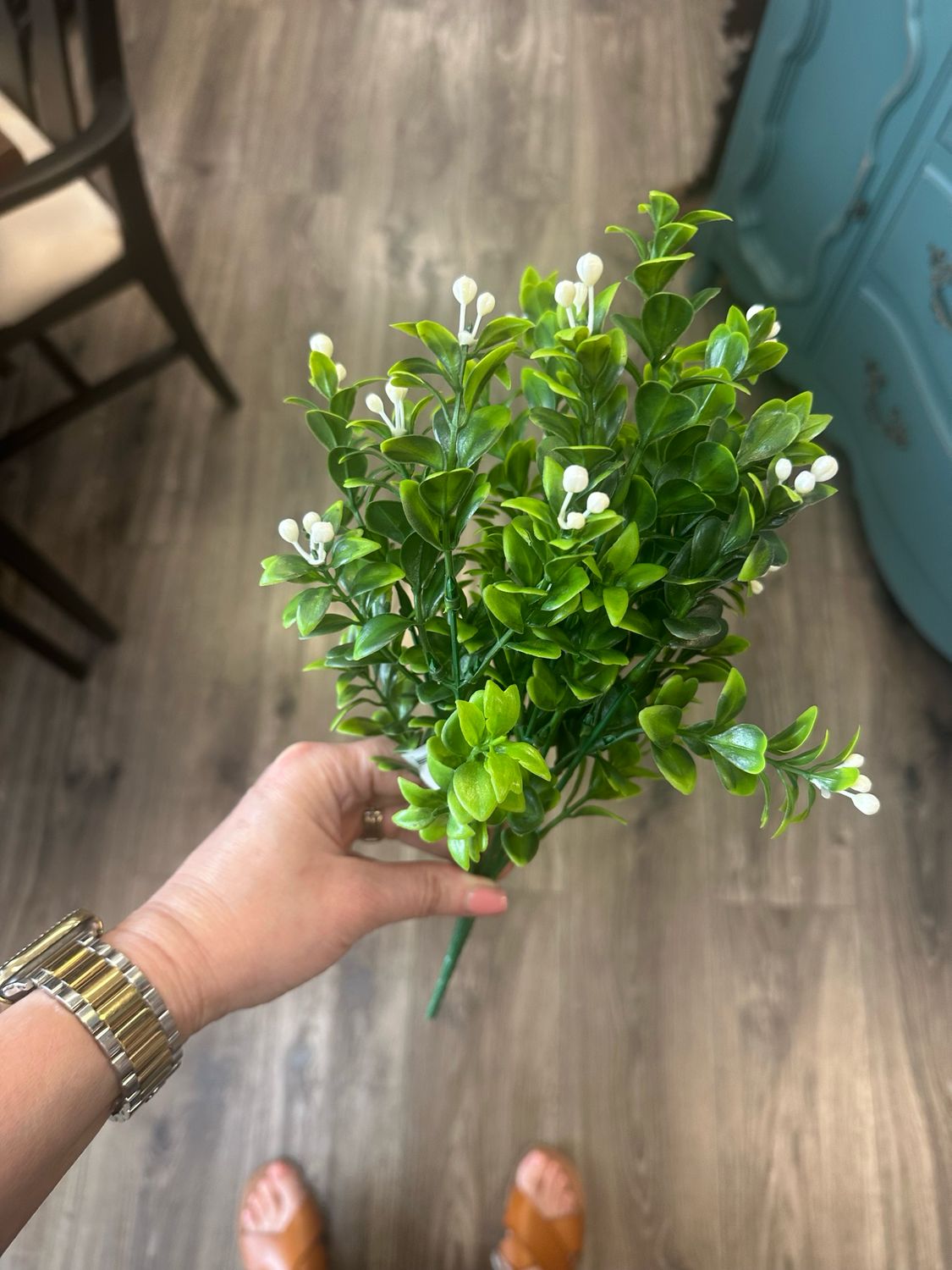 MV Green White Privet Bush 14&quot;