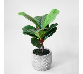 Pdg 16.54&quot; Fiddleleaf Tree In Pot