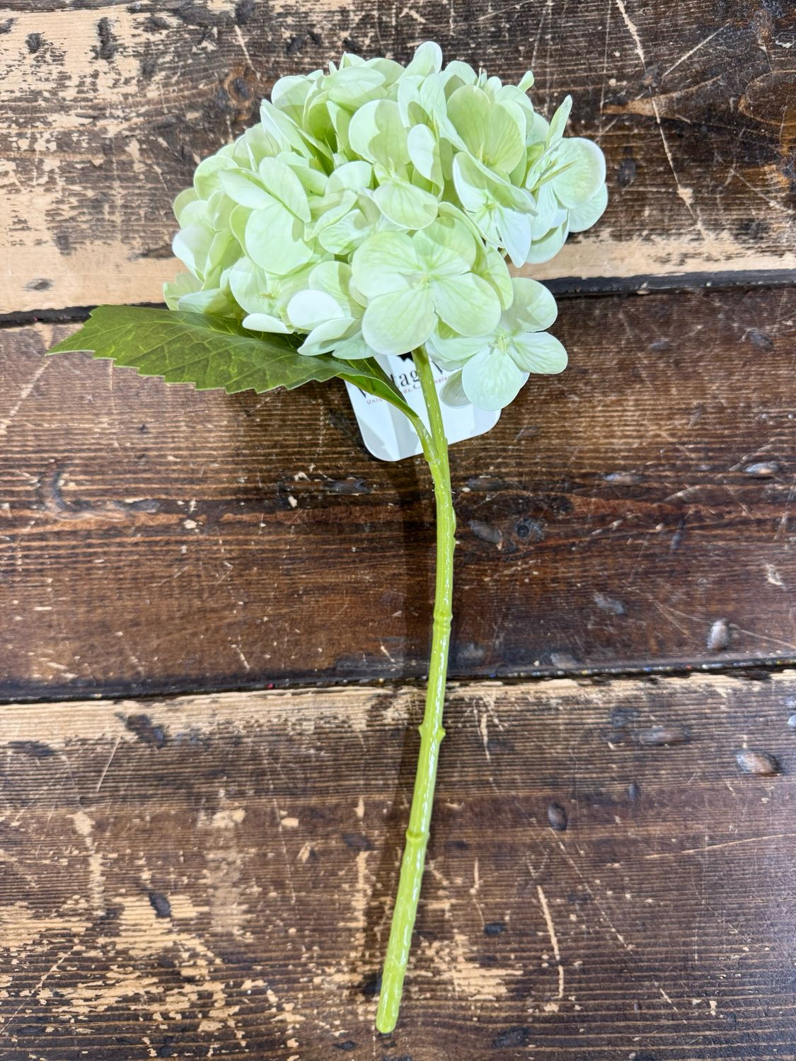 Ang 12.5&quot; Light Green RT Hydrangea