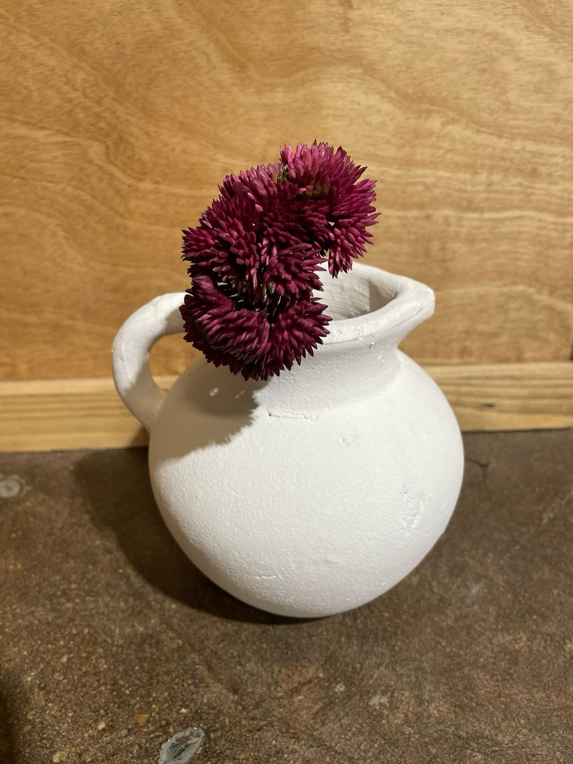 Sedum Burgundy Succ