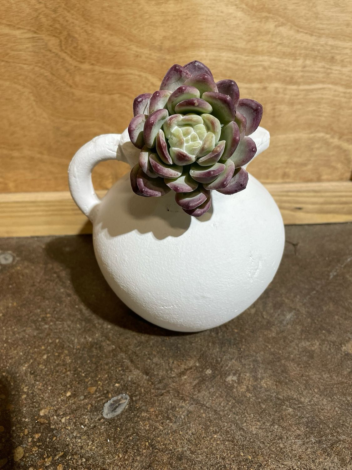 Echeveria Succ Purple