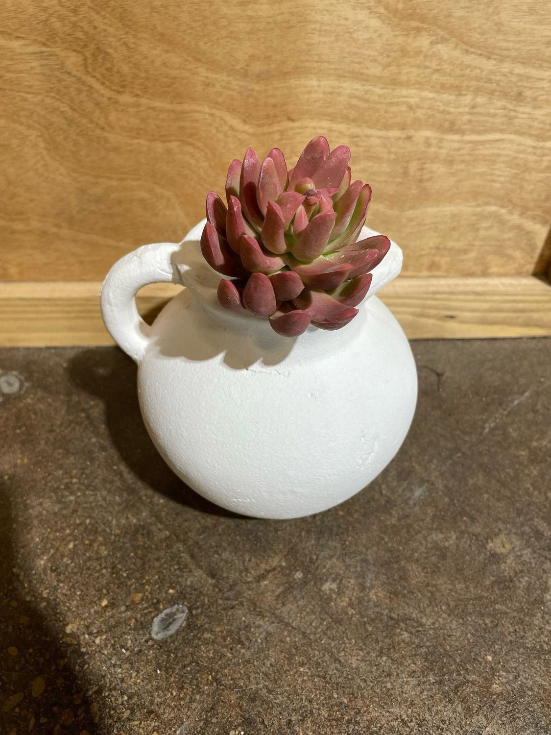 Sedum Aurora Succ Pink