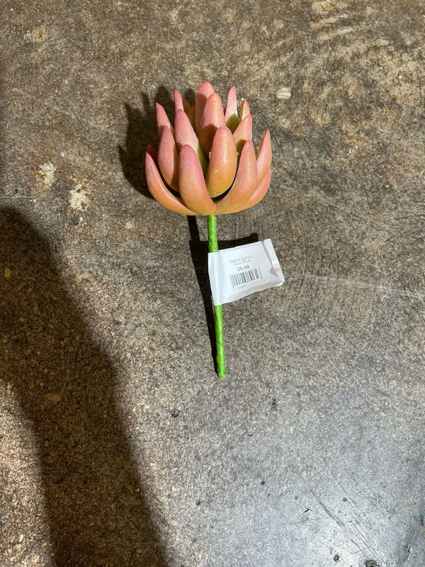 Sedum Aurora Succ Pink
