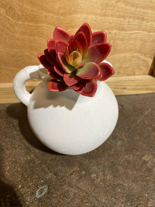 Laui Succ Red