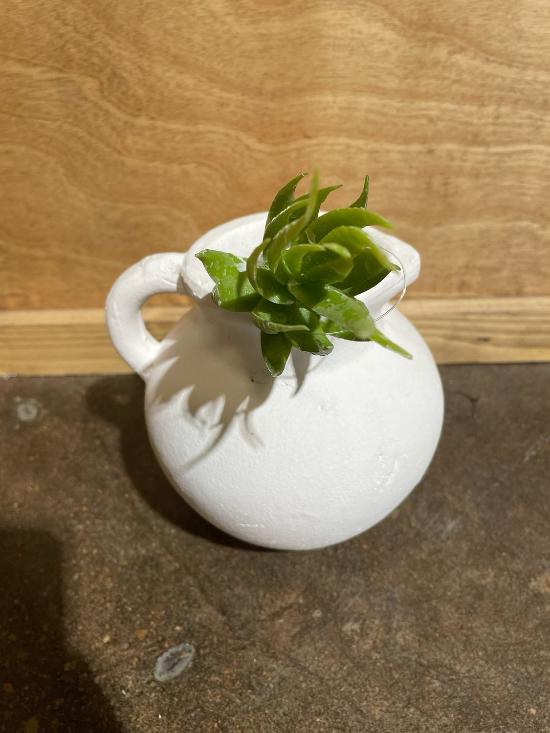 Hedgehog Aloe Succ Green