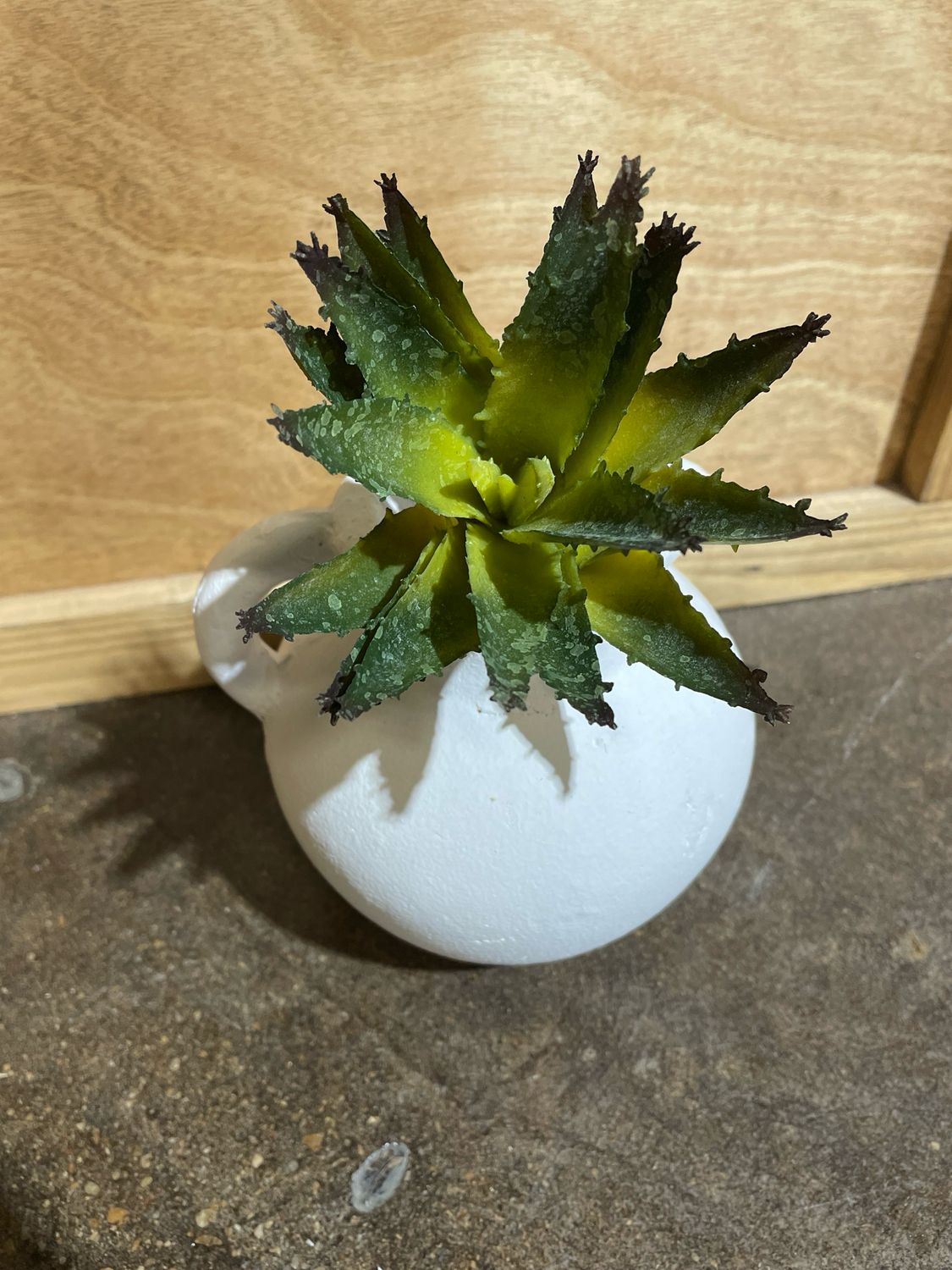 Spiky Agave Succ