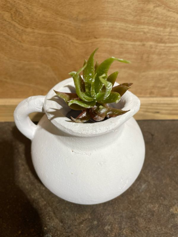 Hedgehog Aloe Succ Pink\Green