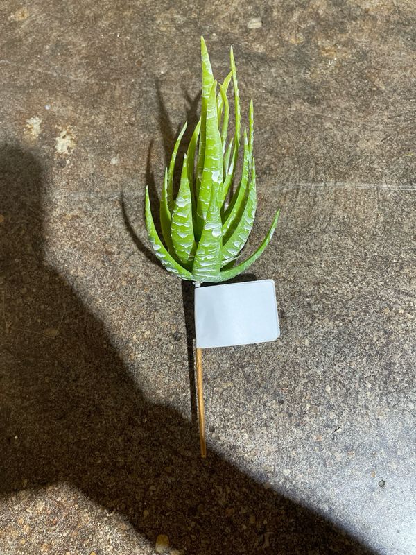 Hedgehog Aloe Succ Green
