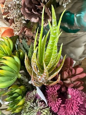 Hedgehog Aloe Succ Pink\Green