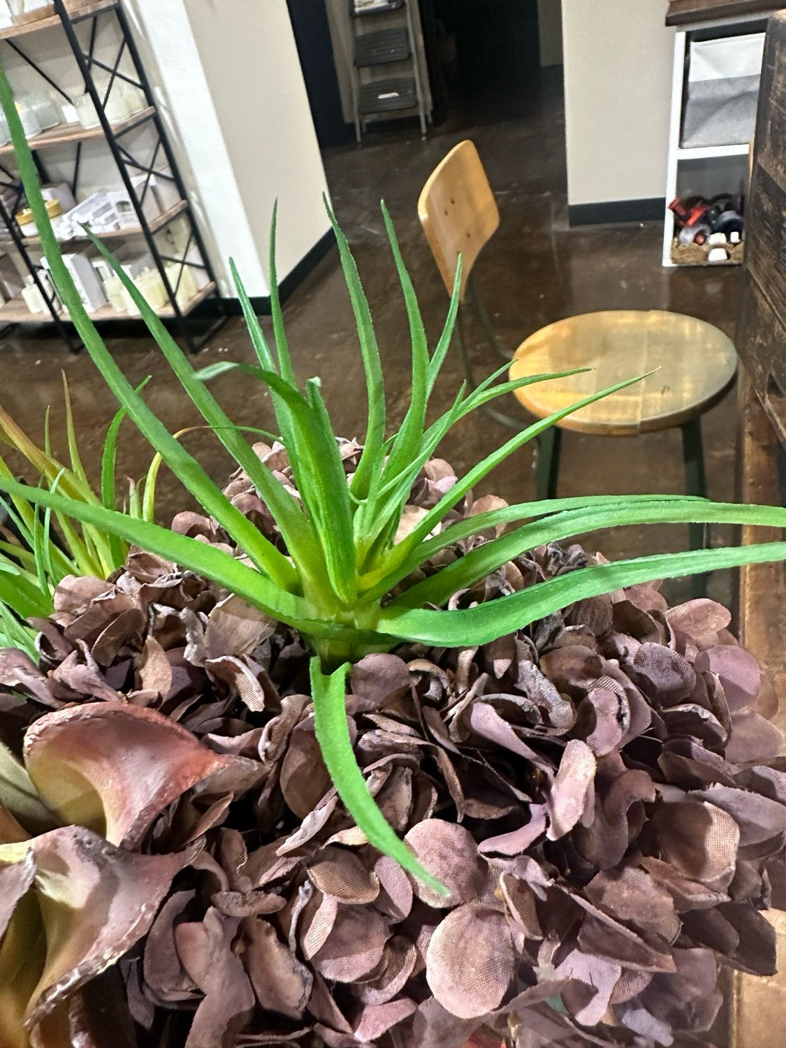 MV Green Tillandsia Succ