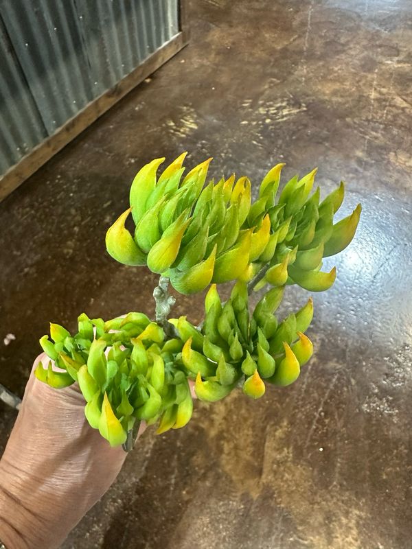 Tree Stonecrop Succ Green