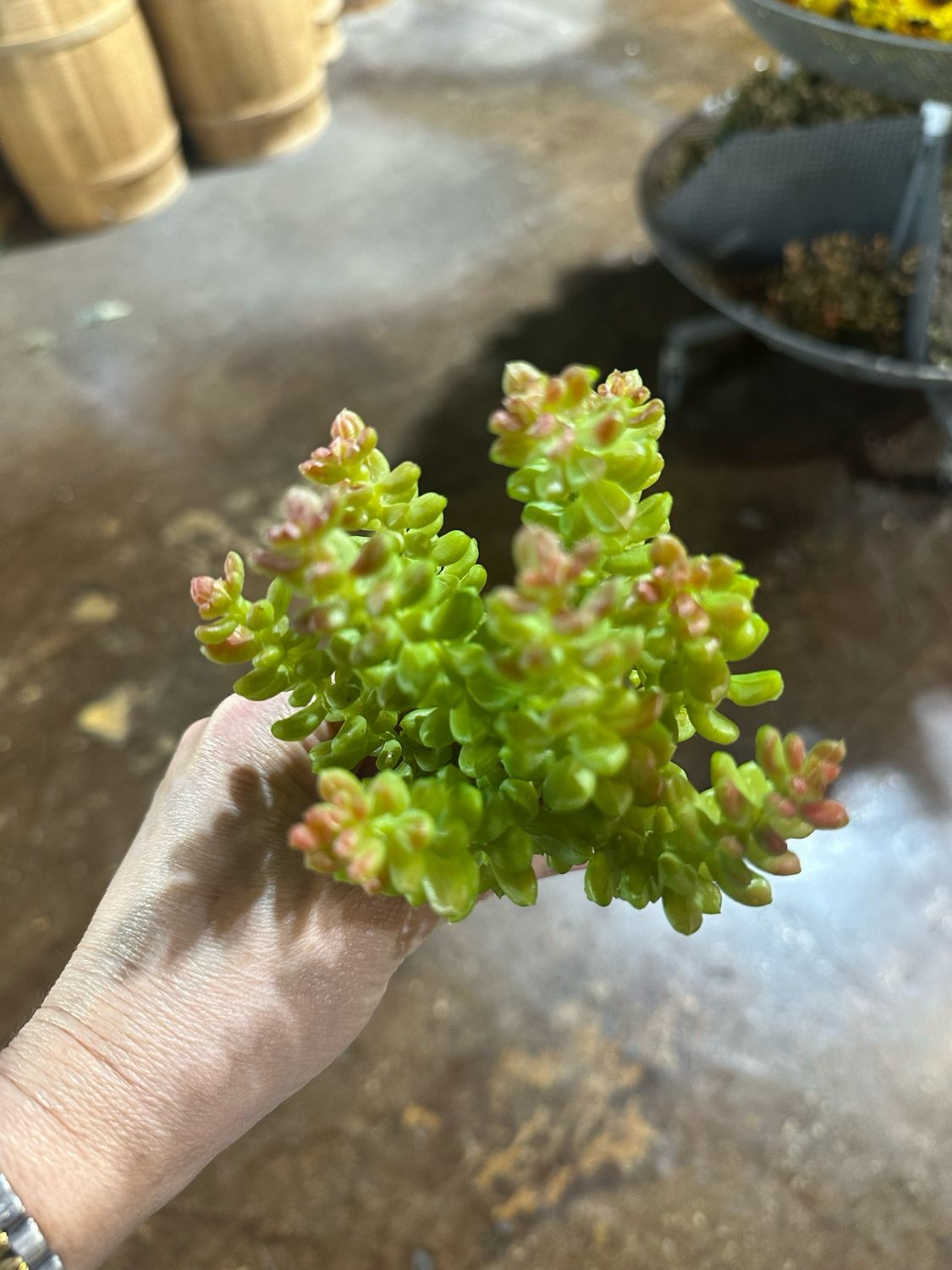 Jelly Bean Sedum Succ