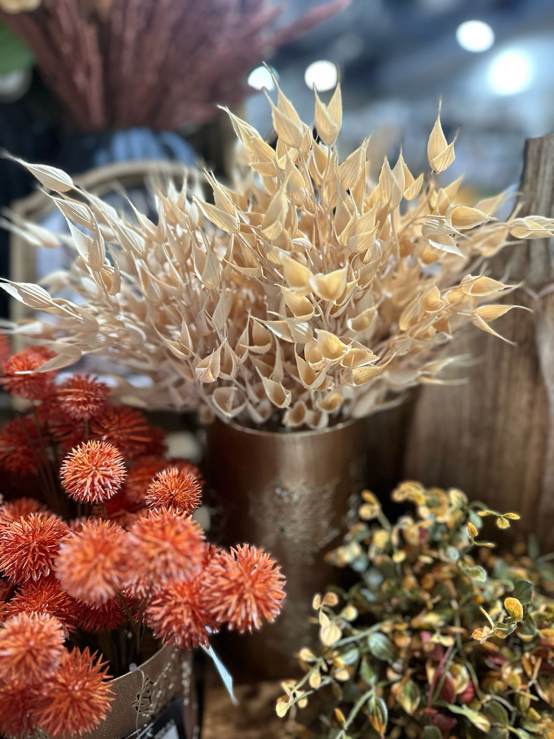Imp 16&quot; Cream Bearded Grass