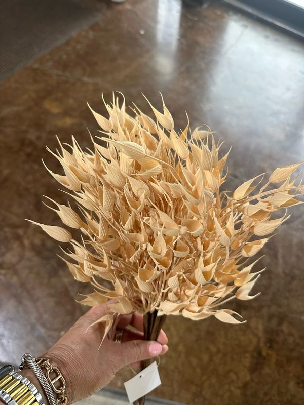 Imp 16" Cream Bearded Grass