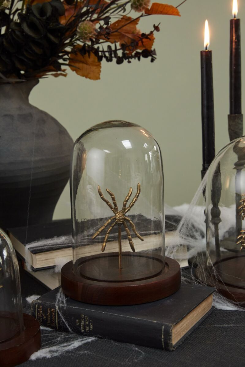 ACC Spider Specimen Cloche 6.25x9&quot;