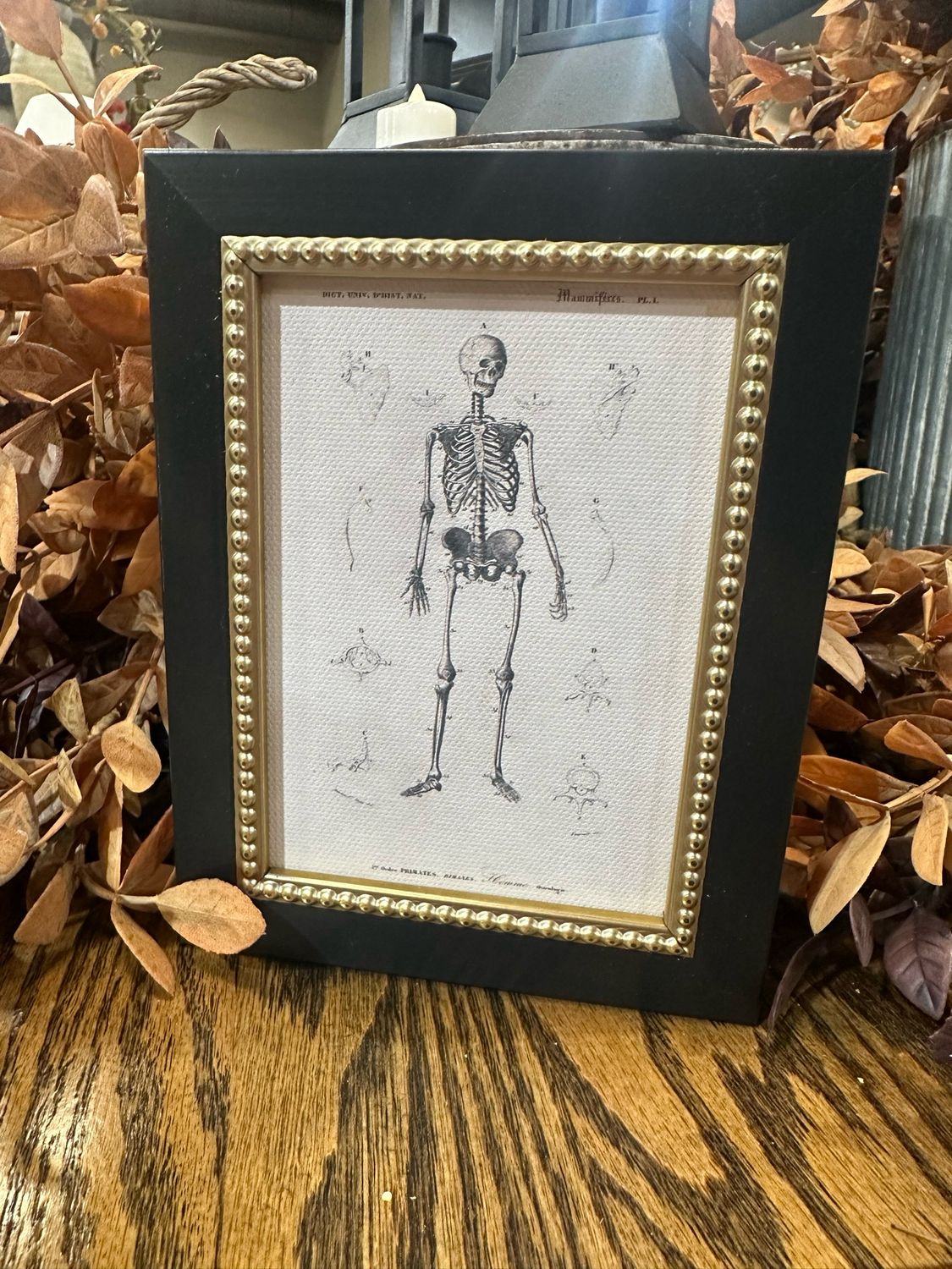 PPL Skeleton Anatomy 5x7