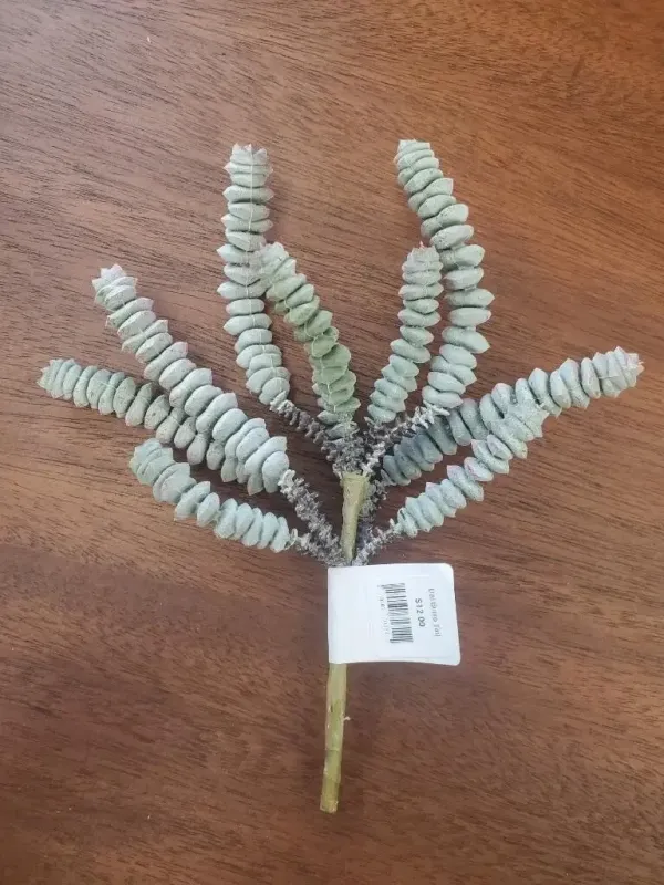Dal Burro Tail