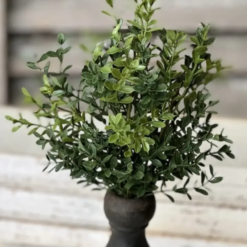 Vin 12" Boxwood Bush