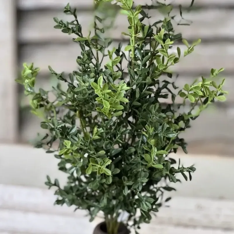 Vin 19" Boxwood Bush