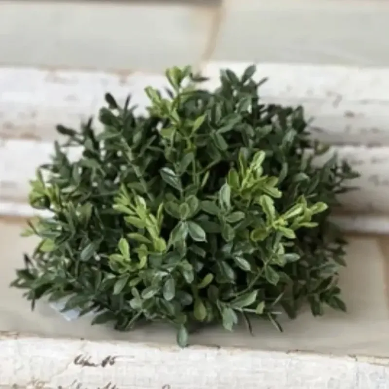 Lan 8.5" Boxwood Half Sphere