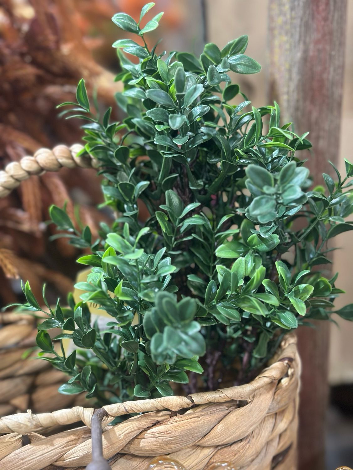 Reg Boxwood Spray