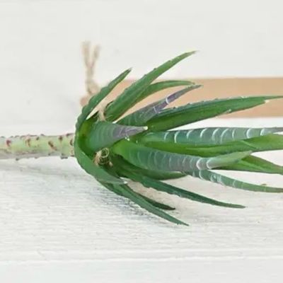 Imp Snake Plant Succ Bush 6"