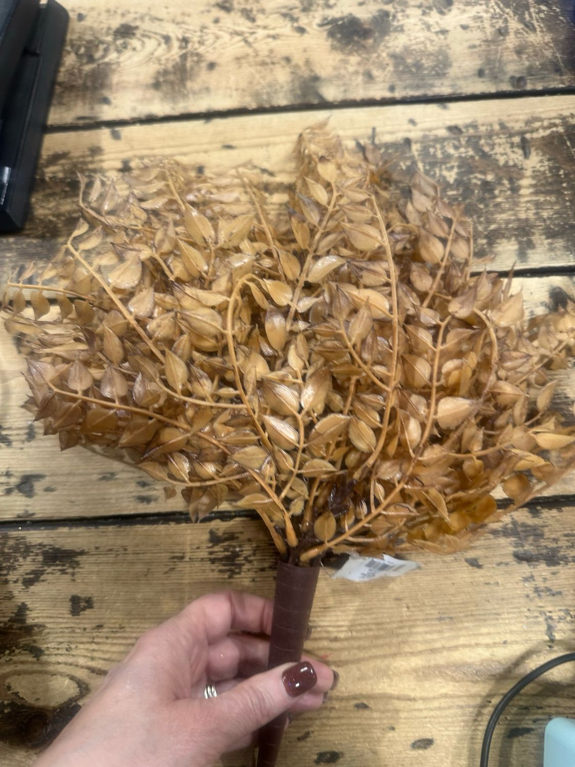 Lan 15" Bohicket Bush