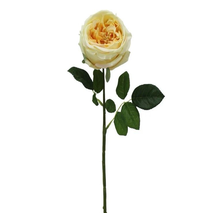 PVH Austin Rose Yellow 18"