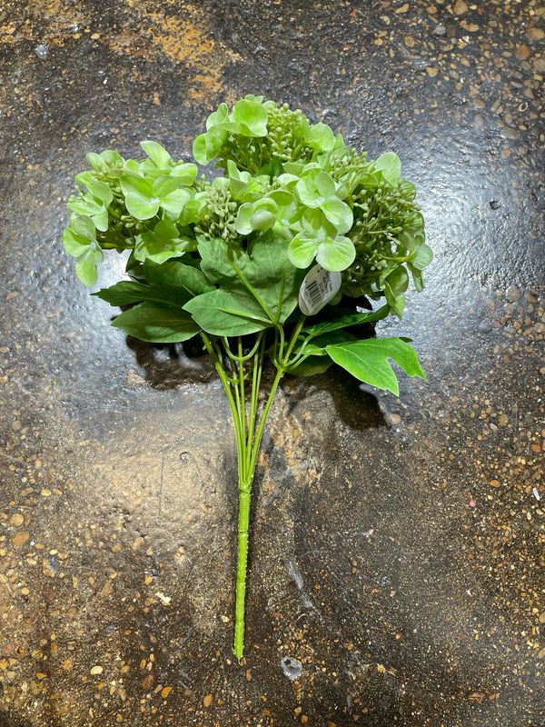 Reg 13" Green Mini Spring Hydrangea Bush