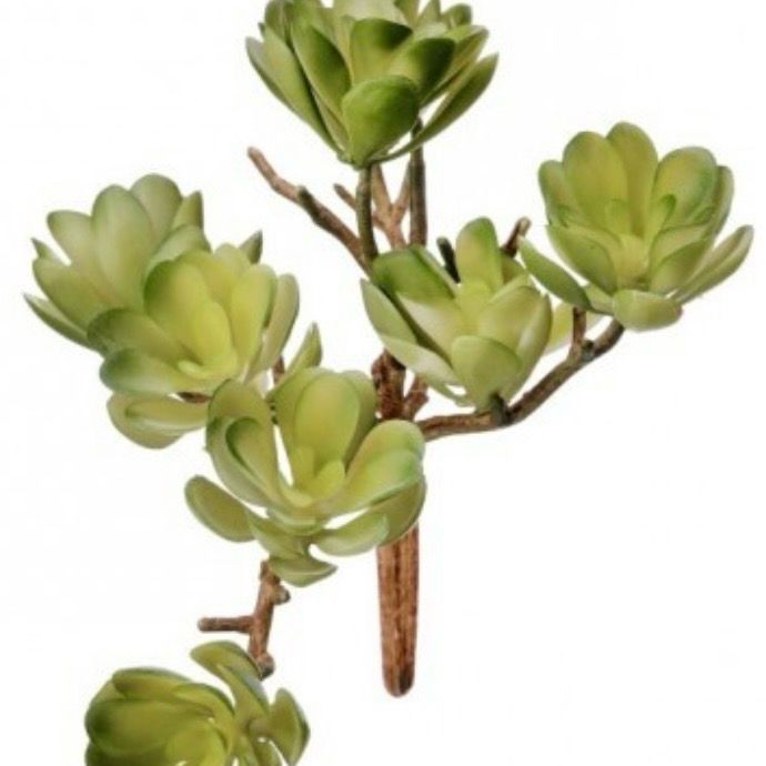 Reg 5" Pink Green PL Creeping Succ Cluster