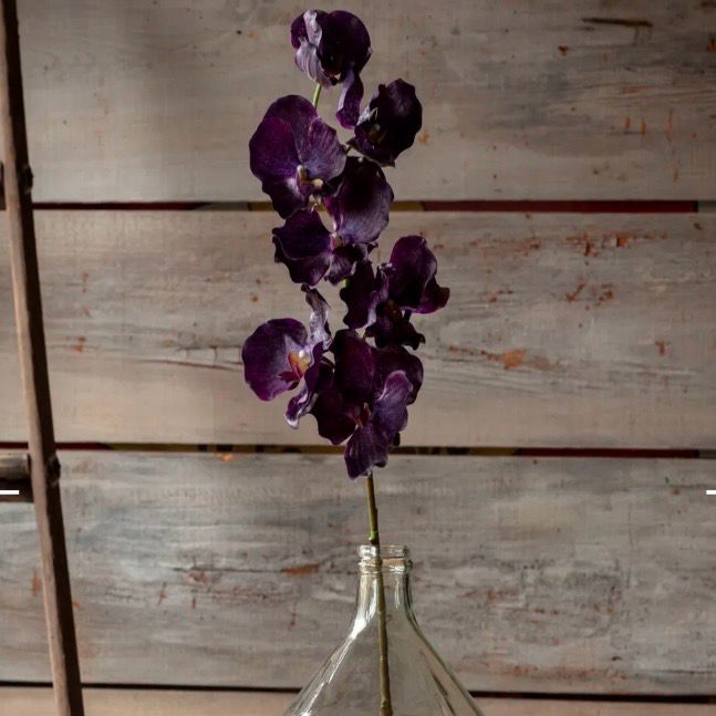 PVH Deep Purple Vanda Orchid