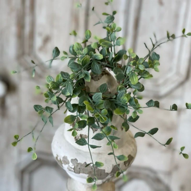 Lan 2" Serpah Vine CR