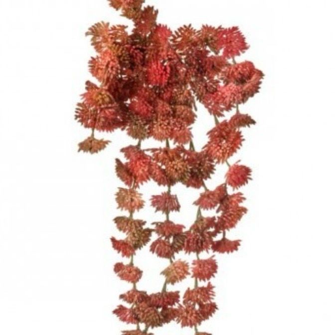 Reg 10" Sedum Vine Hanging Pick
