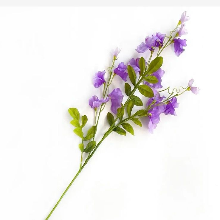 PVH Amethyst Sweet Pea