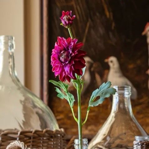 PVH Purple 21" Estate Dahlia