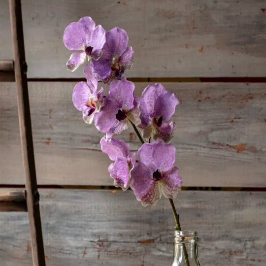 PVH Lavender Vanda Orchid