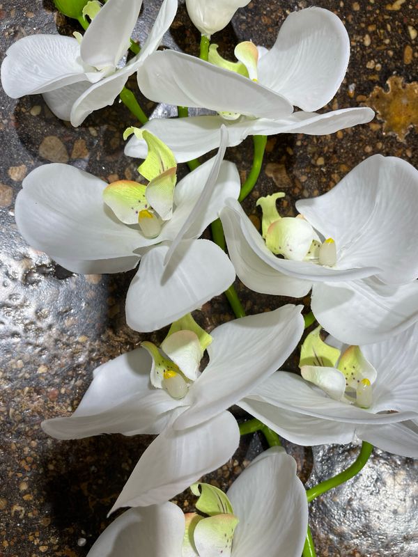 PVH White Butterfly Orchid