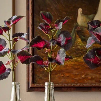 PVH 18.5" Pink Sunset Coleus