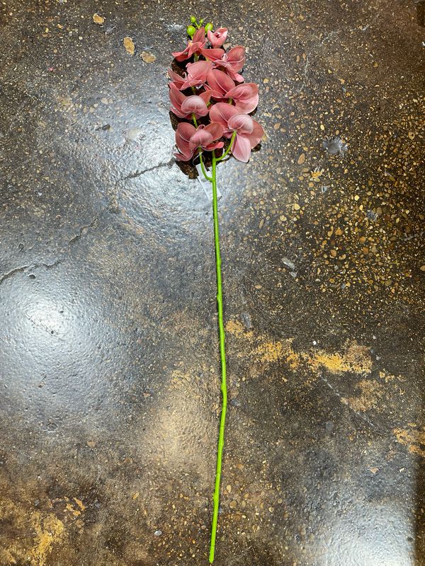 PVH Coral Butterfly Orchid