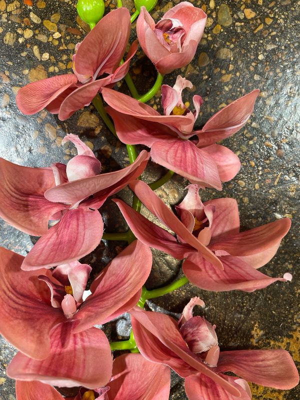 PVH Coral Butterfly Orchid